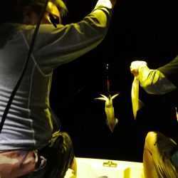 マイボートでイカメタル