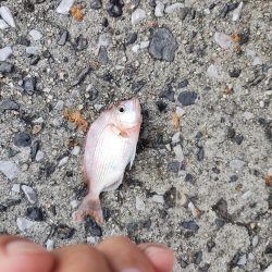 チヌ40cm フカセ釣り