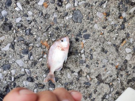 チヌ40cm フカセ釣り