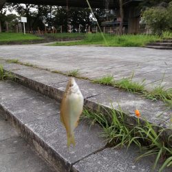 子供と夕涼みへ！