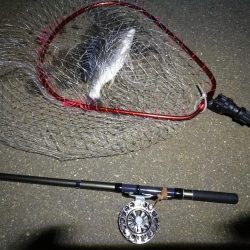 （2020/08/04 南港ヘチ釣り　 キビレチヌ 41cm,30㎝、ガシラ21㎝ 釣果有り）