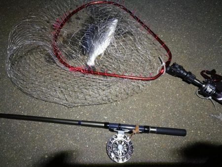 （2020/08/04 南港ヘチ釣り　 キビレチヌ 41cm,30㎝、ガシラ21㎝ 釣果有り）