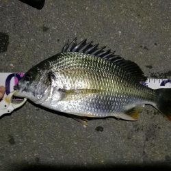 (2020/08/05 南港ヘチ釣り キビレチヌ 36.5cm,34㎝、真チヌ 釣果有り)