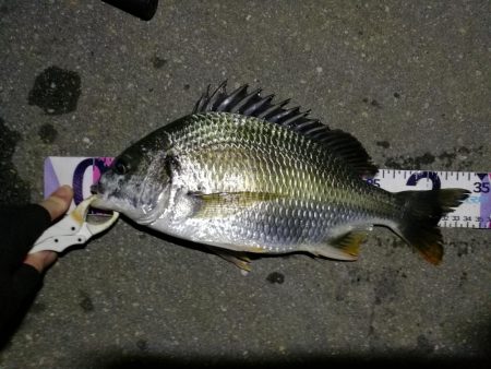 (2020/08/05 南港ヘチ釣り キビレチヌ 36.5cm,34㎝、真チヌ 釣果有り)