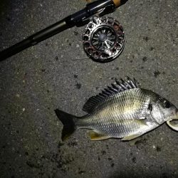 （2020/08/06 南港ヘチ釣り　 キビレチヌ 41cm、ガシラ 25㎝ 釣果有り）