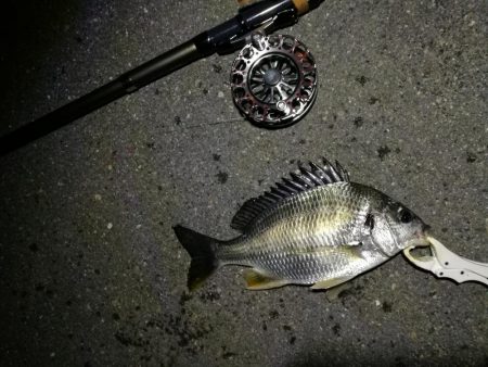 （2020/08/06 南港ヘチ釣り　 キビレチヌ 41cm、ガシラ 25㎝ 釣果有り）