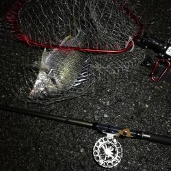 (2020/08/08 南港ヘチ釣り キビレチヌ 44cm,39cm 釣果有り)