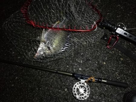 (2020/08/08 南港ヘチ釣り キビレチヌ 44cm,39cm 釣果有り)