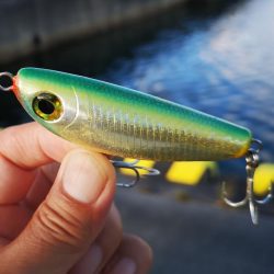 台風通過後の早朝　ギンガメアジ