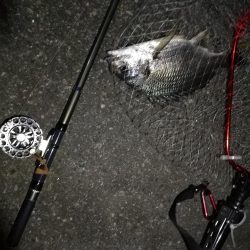 (2020/08/09 南港ヘチ釣り キビレチヌ 45cm,39.5cm ガシラ 21㎝ 釣果有り)