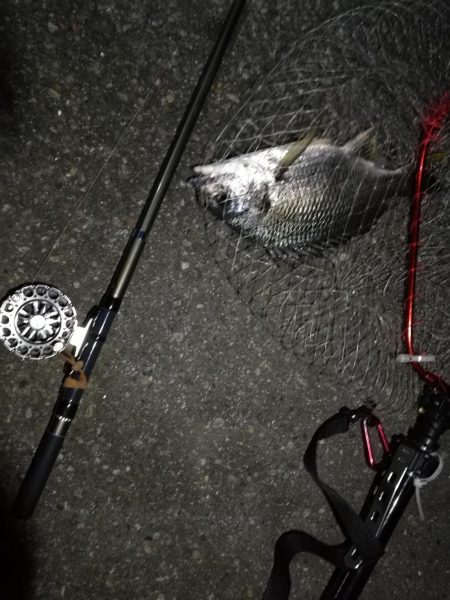 (2020/08/09 南港ヘチ釣り キビレチヌ 45cm,39.5cm ガシラ 21㎝ 釣果有り)