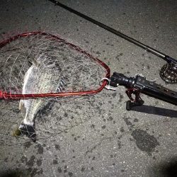 (2020/08/10 南港ヘチ釣り キビレチヌ 42.5cm,37cm ガシラ釣果有り)