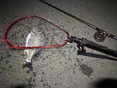 (2020/08/10 南港ヘチ釣り キビレチヌ 42.5cm,37cm ガシラ釣果有り)