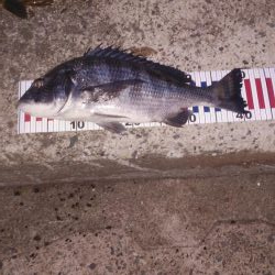 マゴチ祭り&シーバスおまけのクロダイ