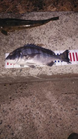 マゴチ祭り&シーバスおまけのクロダイ