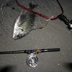 (2020/08/13 南港ヘチ釣り 真チヌ38.5㎝ キビレチヌ 40cm~小型 ガシラ釣果有り)