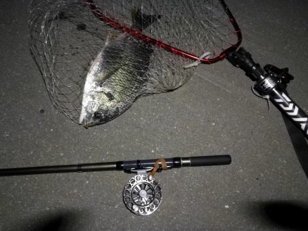 (2020/08/13 南港ヘチ釣り 真チヌ38.5㎝ キビレチヌ 40cm~小型 ガシラ釣果有り)