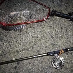 (2020/08/14 南港ヘチ釣り ギリ歳無し~真チヌ(50cm)キビレ:39㎝~ 釣果有り)