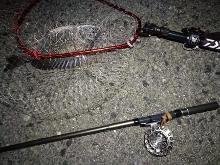 (2020/08/14 南港ヘチ釣り ギリ歳無し~真チヌ(50cm)キビレ:39㎝~ 釣果有り)