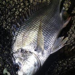 ロックフィッシュ高活性