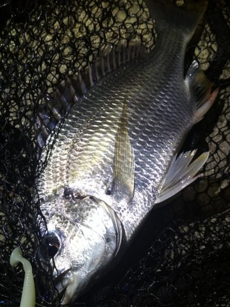 ロックフィッシュ高活性