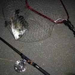 （2020/08/15 南港ヘチ釣り　 キビレチヌ 43cm,36cm～小型 ガシラ23㎝ 釣果有り）