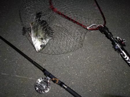 （2020/08/15 南港ヘチ釣り　 キビレチヌ 43cm,36cm～小型 ガシラ23㎝ 釣果有り）