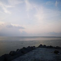 シンペンでゴマフエダイ