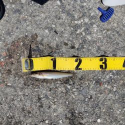 フカセでチヌ　投げ釣りでマゴチ