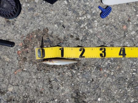 フカセでチヌ　投げ釣りでマゴチ