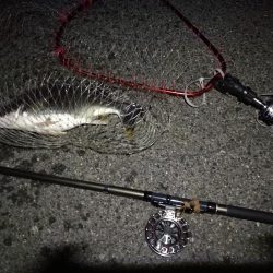 (2020/08/17 南港ヘチ釣り キビレチヌ 45.5cm,40cm~小型 釣果有り)