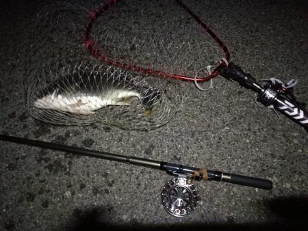 (2020/08/17 南港ヘチ釣り キビレチヌ 45.5cm,40cm~小型 釣果有り)