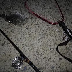 (2020/08/18 南港ヘチ釣り 真チヌ 47.5㎝、キビレチヌ 33㎝ 釣果有り)