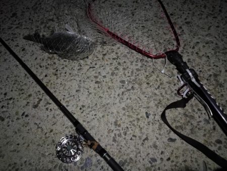 (2020/08/18 南港ヘチ釣り 真チヌ 47.5㎝、キビレチヌ 33㎝ 釣果有り)