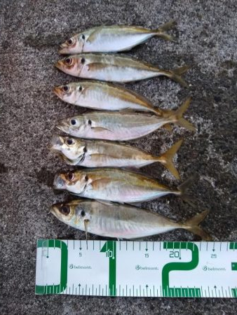 ええ型のアジ〜♪