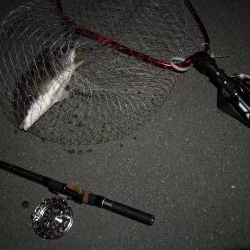 (2020/08/20 南港ヘチ釣り キビレチヌ 43.5㎝,36㎝ 真チヌ 釣果有り)