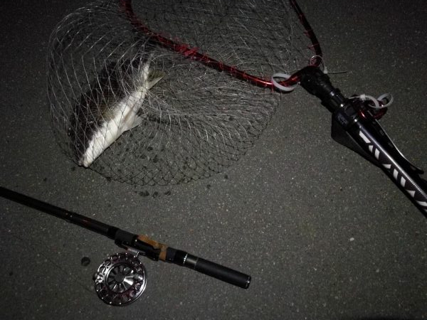 (2020/08/20 南港ヘチ釣り キビレチヌ 43.5㎝,36㎝ 真チヌ 釣果有り)