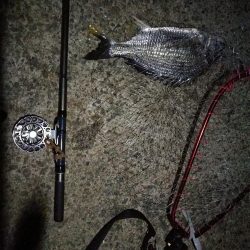 (2020/08/22 南港ヘチ釣り キビレチヌ 43cm,42cm~ ガシラ 釣果有り)