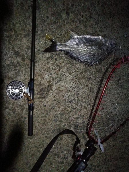 (2020/08/22 南港ヘチ釣り キビレチヌ 43cm,42cm~ ガシラ 釣果有り)