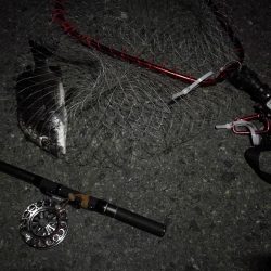 (2020/08/23 南港ヘチ釣り キビレチヌ 44cm,36cm,33㎝~ 真チヌ 32㎝ 釣果有り)