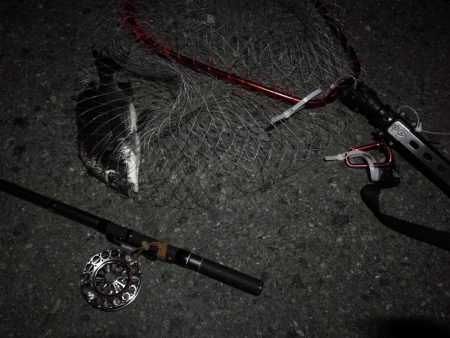 (2020/08/23 南港ヘチ釣り キビレチヌ 44cm,36cm,33㎝~ 真チヌ 32㎝ 釣果有り)