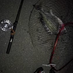 (2020/08/26 南港ヘチ釣り キビレチヌ 45cm,41.5㎝,32cm,30㎝~ ガシラ 20㎝ 釣果有り)