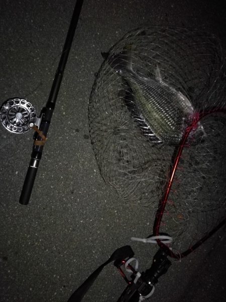 (2020/08/26 南港ヘチ釣り キビレチヌ 45cm,41.5㎝,32cm,30㎝~ ガシラ 20㎝ 釣果有り)