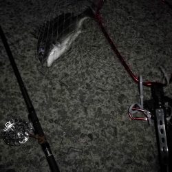 （2020/08/27 南港ヘチ釣り　 真チヌ 49㎝、キビレチヌ 38cm～ ガシラ 釣果有り）