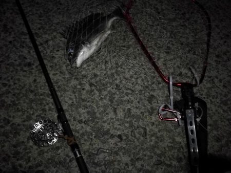 （2020/08/27 南港ヘチ釣り　 真チヌ 49㎝、キビレチヌ 38cm～ ガシラ 釣果有り）