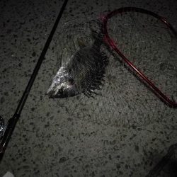 (2020/08/29 南港ヘチ釣り 真チヌ 47.5㎝、キビレチヌ 40cm~ 釣果有り)