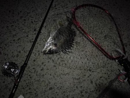 (2020/08/29 南港ヘチ釣り 真チヌ 47.5㎝、キビレチヌ 40cm~ 釣果有り)