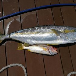 ナイスヒラマサ!!