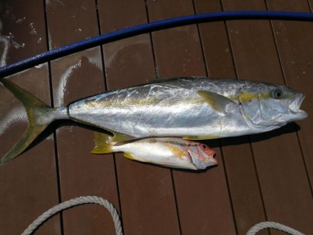 ナイスヒラマサ!!