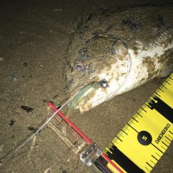 ２０２０　キビレ調査NO、２　